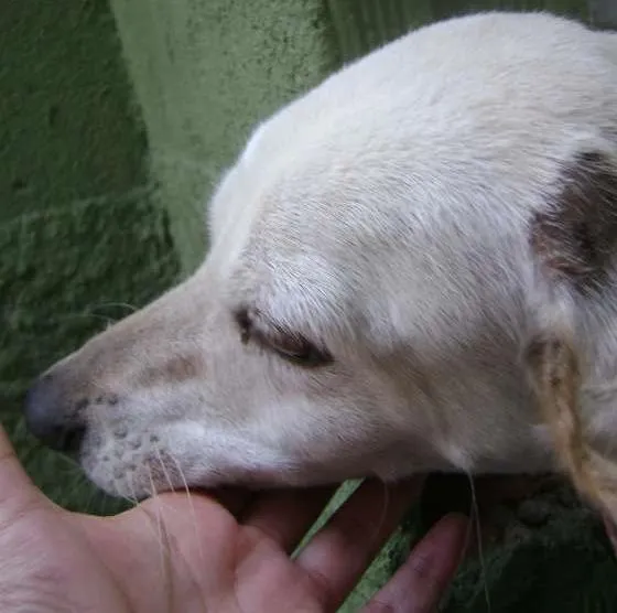 Cachorro ra a Vira Lata idade 5 anos nome Menina