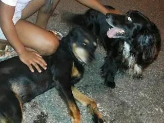 Cachorro ra a Rottweiler idade 6 ou mais anos nome Jhuly GRATIFICA