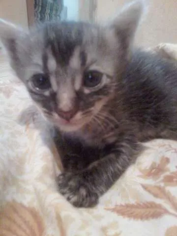 Gato ra a mestiça de ANGORÁ idade Abaixo de 2 meses nome Ainda não definido