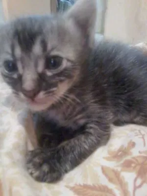 Gato raça mestiça de ANGORÁ idade Abaixo de 2 meses nome Ainda não definido