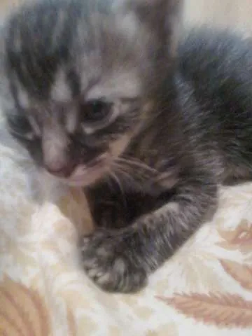 Gato ra a mestiça de ANGORÁ idade Abaixo de 2 meses nome Ainda não definido