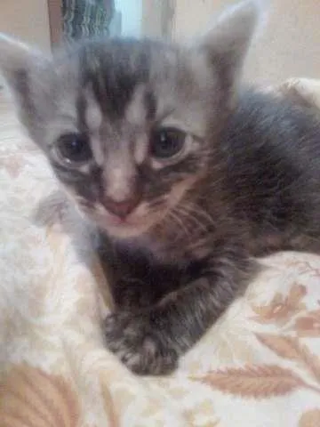 Gato ra a mestiça de ANGORÁ idade Abaixo de 2 meses nome Ainda não definido