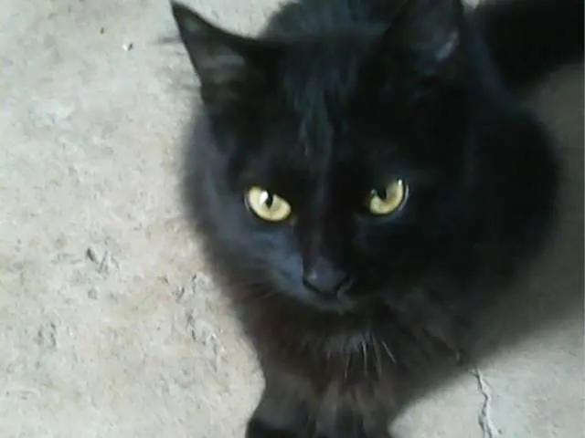 Gato ra a mistiça de angorá idade 2 anos nome Pretinha