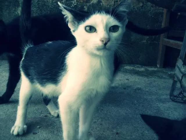 Gato ra a nenhuma idade 2 a 6 meses nome Vaquinha