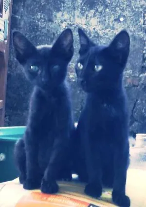 Gato raça Nenhuma  idade 2 a 6 meses nome Felix e Neguinha