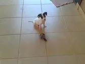 Cachorro ra a srd idade Abaixo de 2 meses nome Valente