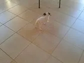 Cachorro ra a srd idade Abaixo de 2 meses nome Valente