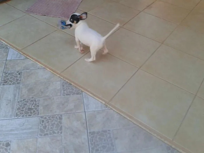 Cachorro ra a srd idade Abaixo de 2 meses nome Valente