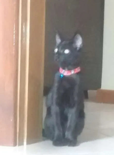Gato ra a SRD idade 2 a 6 meses nome Theo
