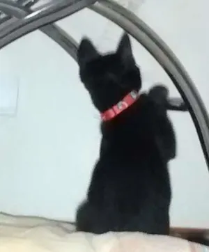 Gato raça SRD idade 2 a 6 meses nome Theo
