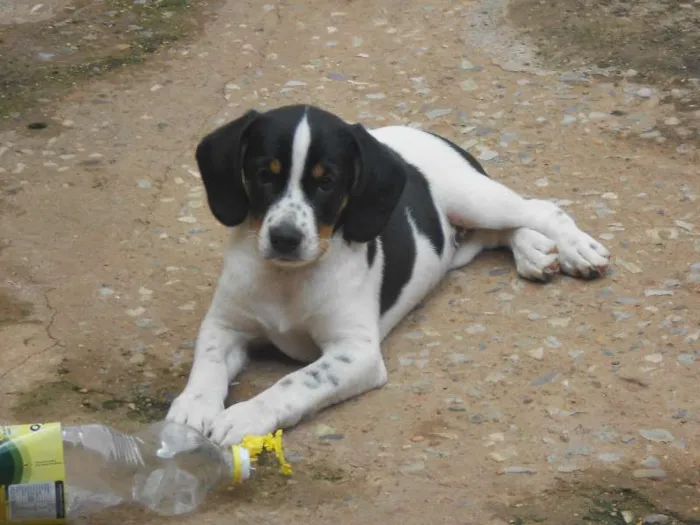 Cachorro ra a Mestiço idade 2 a 6 meses nome Mel