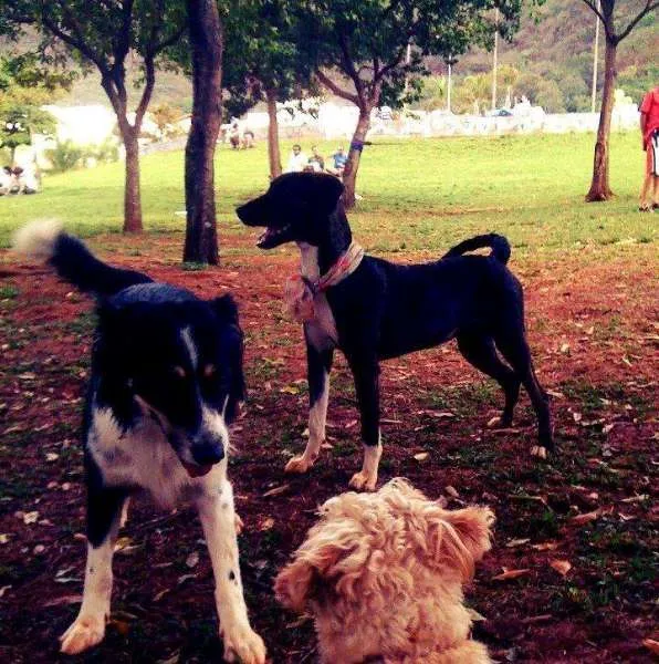 Cachorro ra a Vira Lara idade 6 ou mais anos nome Zoe GRATIFICA