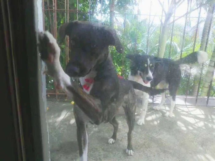 Cachorro ra a Vira Lara idade 6 ou mais anos nome Zoe GRATIFICA