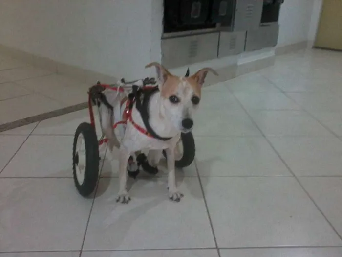 Cachorro raça Indefinida idade 2 anos nome Vitória