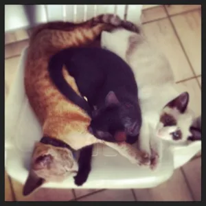Gato raça SRD idade 2 a 6 meses nome Maia