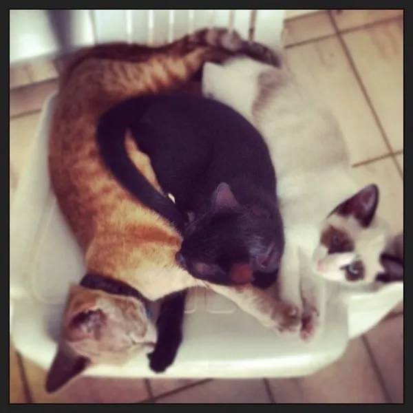 Gato ra a SRD idade 2 a 6 meses nome Maia