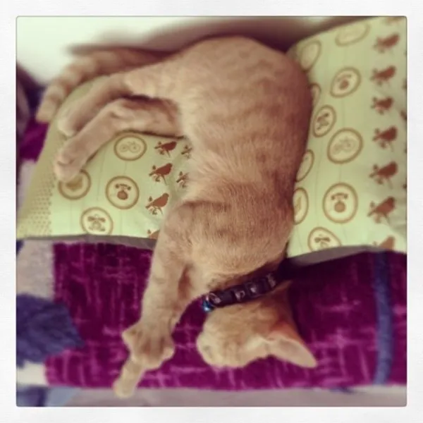 Gato ra a SRD idade 2 a 6 meses nome Vedder