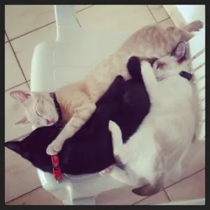 Gato raça SRD idade 2 a 6 meses nome Vedder
