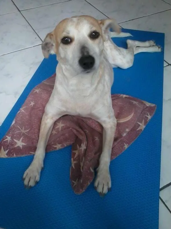 Cachorro raça Indefinida idade 2 anos nome Vitória