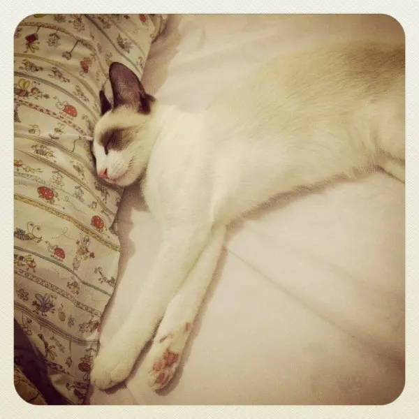 Gato ra a SRD idade 2 a 6 meses nome Dylan