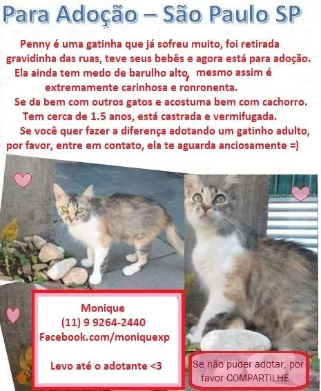Gato ra a SRD idade 2 anos nome Penny