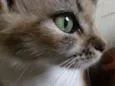 Penny