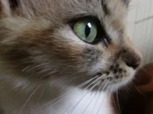 Gato raça SRD idade 2 anos nome Penny