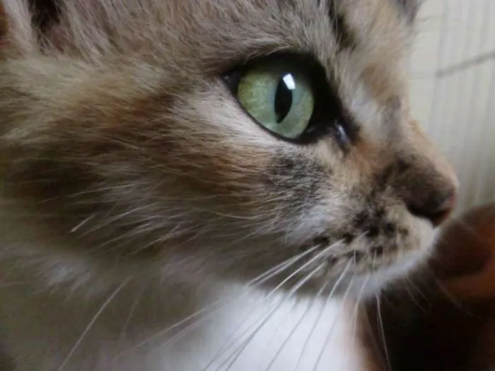 Gato ra a SRD idade 2 anos nome Penny