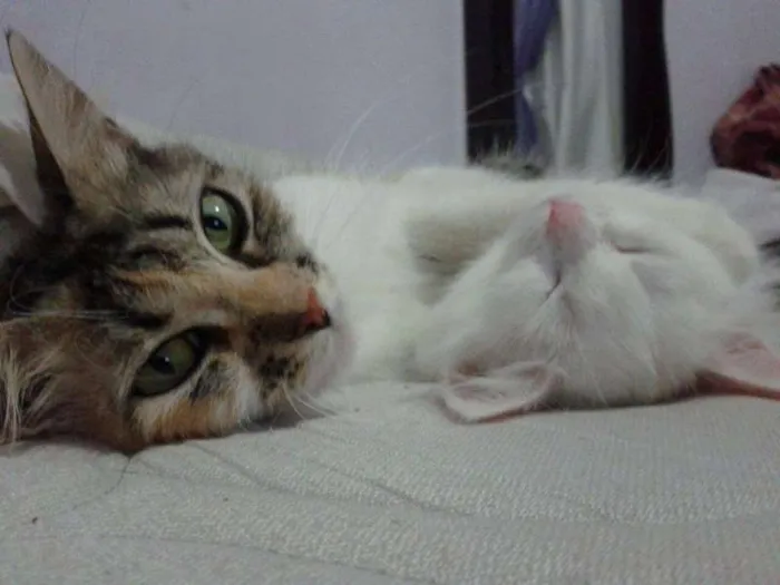 Gato ra a SRD idade 2 anos nome Penny