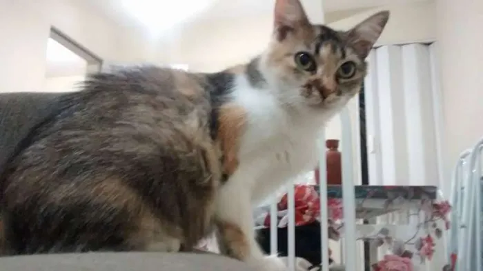 Gato ra a SRD idade 2 anos nome Penny