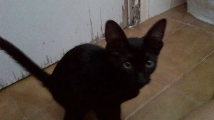 Gato ra a srd idade 2 a 6 meses nome Laila