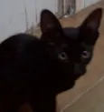 Laila