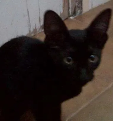 Gato ra a srd idade 2 a 6 meses nome Laila