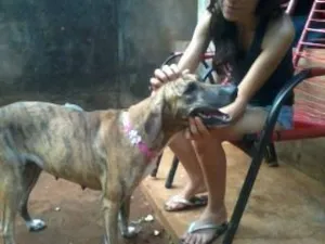 Cachorro raça  idade 1 ano nome Tigresa 