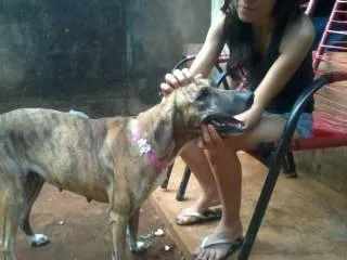 Cachorro ra a  idade 1 ano nome Tigresa 