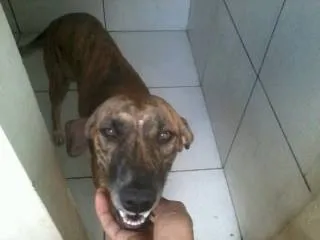 Cachorro ra a  idade 1 ano nome Tigresa 