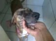 Tigresa 