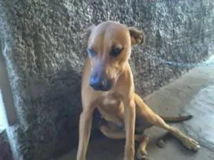 Cachorro raça  idade 2 anos nome Bradok
