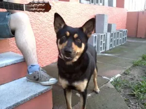 Cachorro raça Pastor Alemão Mestiça idade 3 anos nome Dora