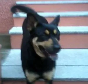Cachorro ra a Pastor Alemão Mestiça idade 3 anos nome Dora