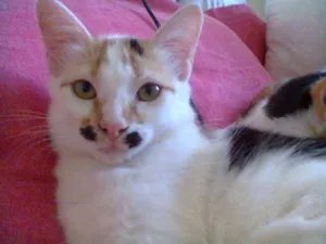 Gato raça SRD idade 2 a 6 meses nome Ritinha