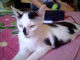 Gato raça SRD idade 2 a 6 meses nome Pedrinho