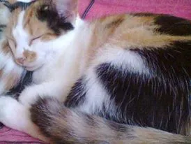 Gato raça SRD idade 2 a 6 meses nome Clarinha