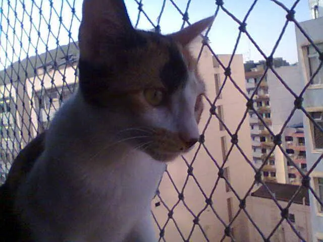 Gato ra a SRD idade 2 a 6 meses nome Belinha