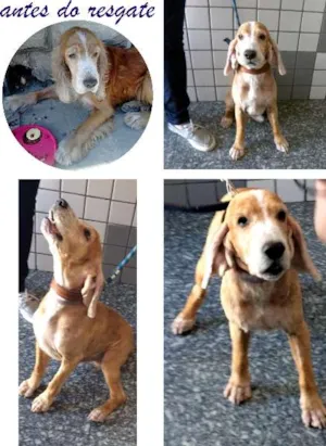 Cachorro raça Cocker idade 6 ou mais anos nome Eurico