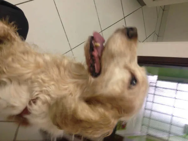 Cachorro ra a COCKER idade 6 ou mais anos nome MUNKY GRATIFICA
