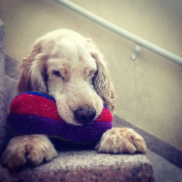 Cachorro ra a COCKER idade 6 ou mais anos nome MUNKY GRATIFICA