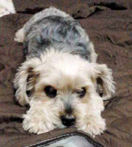 Cachorro ra a SRD idade 6 ou mais anos nome Lilica