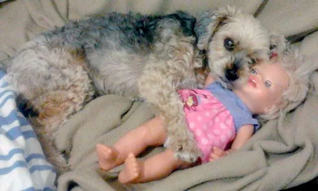 Cachorro ra a SRD idade 6 ou mais anos nome Lilica