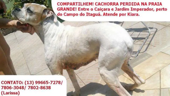 Cachorro ra a Boxer idade 6 ou mais anos nome Kiara